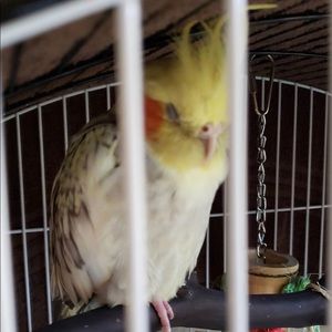 Meet your Posher, Cole